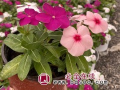 长春花