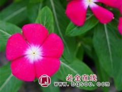 长春花