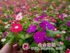 长春花