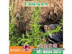 丛生福禄考 芝樱花海景观用苗 多年生耐寒地被植物 青鸟花卉图1