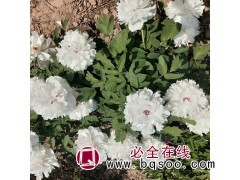 基地供应牡丹花 芍药牡丹 芍药花白色红色品种齐全图1