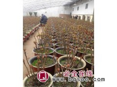 望发五年生观赏牡丹苗种植基地直发小苗 品种花色齐全图1