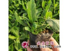 桑托斯马鞭草 化空气绿化环境 冬季耐寒小苗 敬博花卉苗木图1