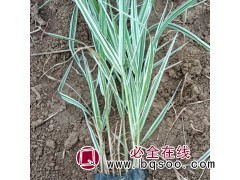 多年生观赏水生玉带草 湿地水体绿化植物 生长快 适应性强图1