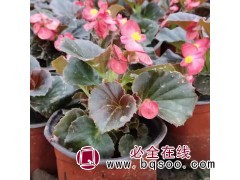 四季海棠 花卉种植基地 绿叶红花装饰花带 久顺图1