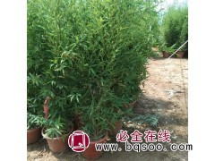 竹子苗出售 四季常绿植物 根生盆栽苗高度两米到十米 兴东花卉图1