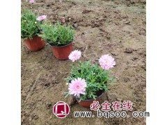 木茼蒿 花序多喜温暖气候不耐寒 花坛种植观赏 金叶花卉图1