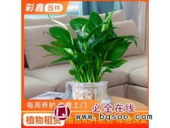 彩鑫 室内绿植租摆 花卉租赁 自有苗圃 种类齐全 绿萝租摆图1