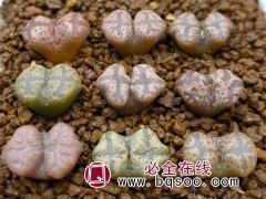 寻仙园物美价廉多肉植物番杏科生石花肉锥蝴蝶勋章花卉绿植盆栽