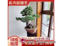 彩卉园 办公室花卉租摆 展会布置绿植租赁 四季常绿种类多图1