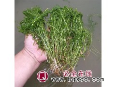 水生植物苦草 水生态修复 净化水质 狐尾藻 马来眼子菜图1