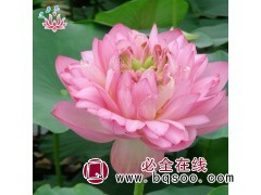 莲芳苑 水生植物荷花种苗 观赏莲花苗 承接种植 湿地绿化图1