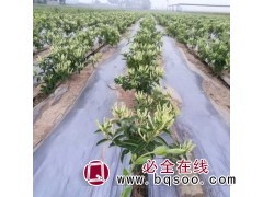 四季金银花盆栽植物爬藤花卉 庭院藤本金银花苗 天卉图1