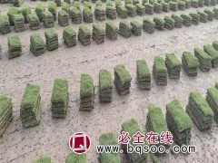 马尼拉草