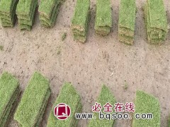 马尼拉草