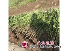 叶片如柳似竹 夹竹桃70厘米种植基地 庭院绿篱观赏植物图1