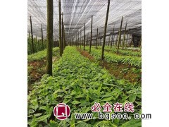 中草药种植基地 多种药用药材批发 金果榄苗木培育图1