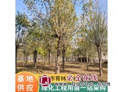 基地销售 白蜡树苗 工程绿化苗木 街道风景树 白蜡树苗图1