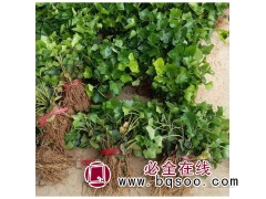 常春藤 爬藤植物 四季常青爬山虎 绿化工程苗木图1