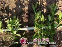 小叶栀子花