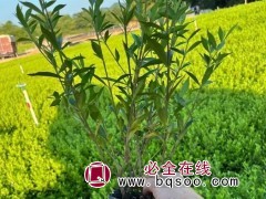 小叶栀子花