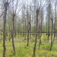 乌桕树7厘米 丛生乌桕种植基地 绿化工程树 行道树 桂泉供应