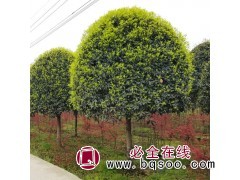 懿景园林 高分枝桂花树14cm 工程绿化行道树风景图1