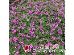 红花酢酱草 紫花醡浆草种子 各种宿根地被湿地植物 中森图1