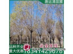 出售8-15公分垂柳基地 工程绿化柳树自产自销 东北苗木图1