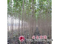 求购：杨树苗1000棵，一年苗两年苗均可图1