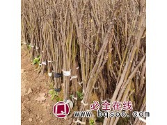 基地现挖现发 无花果苗 口感香甜产量高 当年挂果 沈鑫苗圃图1