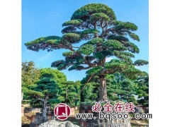 别墅花园 造型罗汉松 景观绿化植物 中农花木现货出售图1