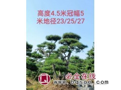 造型黑松 山东油松 盆景 松涛园林 十年种植经验成活率高图1