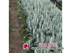 美国蓝杉树种 彩叶观赏苗木 景观绿化栽植树 行道树 健铭苗圃图1