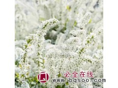 辽宁雪柳枝 雪柳苗 东北雪柳销售基地 辽宁宇阳园林绿化图1