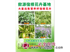 大量出售营养杯宿根花卉苗 耐寒花卉 东北花卉 俽源花卉基地图1