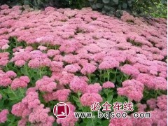 八宝景天苗销售 景天裸根苗价格 鞍山耐寒花卉 恒鑫绿化园林图1