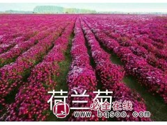 荷兰菊苗 东北多色荷兰菊小苗价格 鞍山花卉价格 恒鑫绿化园林图1