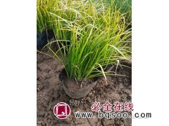 金菖蒲 根茎芳香 多年生草 花白色 花果期2-6月 桂珍花卉图1