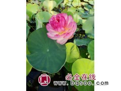 盆栽荷花 莲花种苗 适合湿地河道公园池塘种植 青州桂珍花卉图1