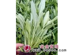 金鸡菊 多芽花海建设用苗 青州花卉基地供货 金鸡菊杯苗 桂珍图1