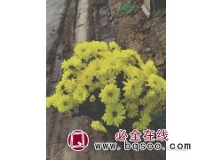 国庆菊盆栽小苗出售 大菊花花苗 九月菊基地供应 桂珍花卉苗木图1