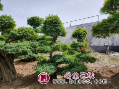 对节白蜡 造型白蜡 白蜡大树景观树价格 庭院景观树 桂珍花卉图1