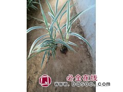 花叶芦竹 庭园常见观叶植物 水景园林背景绿化植物 瑞林花卉图1