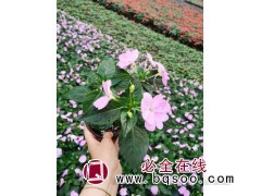 非洲凤仙 凤仙花 指甲花 多色系 时令草花工程苗 瑞林花卉图1