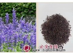 粉萼鼠尾草种子 鼠尾草种籽 阳台盆栽 草花种子 得嫚种业图1