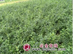 爬藤植物迎春 园林庭院道路绿化植物 金腰带 小黄花 林强花卉图1