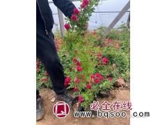 苗圃直发 藤本月季 绿篱苗 红花绿叶 容器苗 耐寒 双哥花卉图1