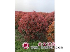 种植基地 红叶石楠球 绿化工程苗 长势旺盛 多规格 佳丽园林图1