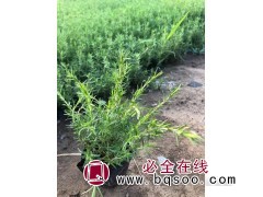 福禄考 芝樱 粉色花海打造 花期长 青州花卉基地 琦裕花卉图1